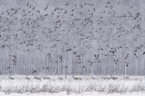 Resting cranes