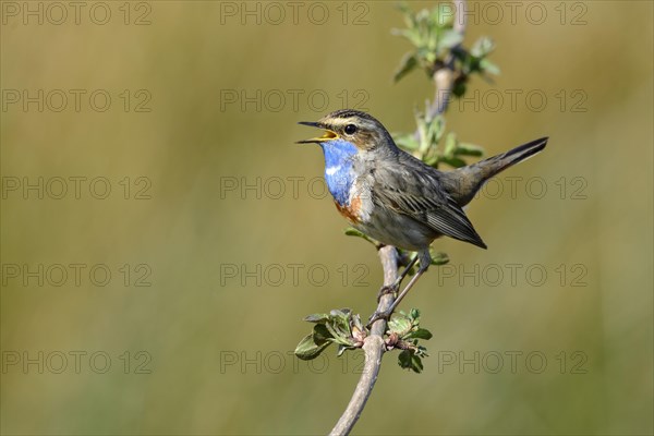 Courtshiping Bluethroat