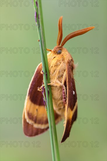 Meadow weevil