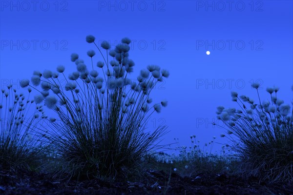 Fruiting cotton grass in spring in the moor at the blue hour with moonlight