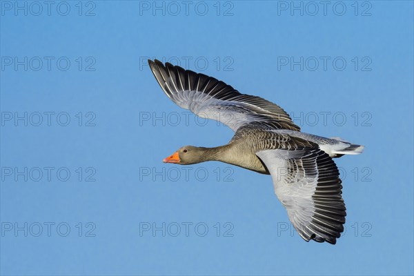 Flying Greylag goose