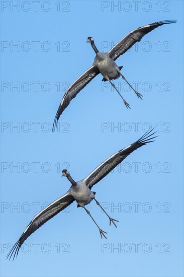 Crane