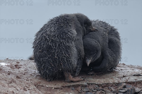 Two Adelie Penguins