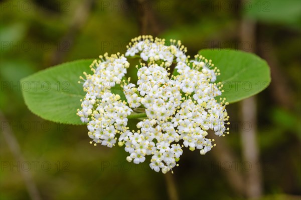 Garlic mustard