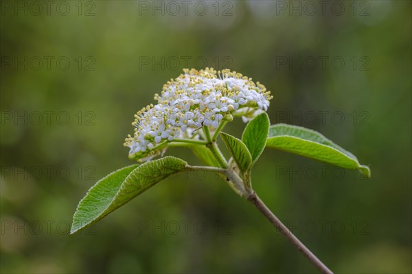 Garlic mustard