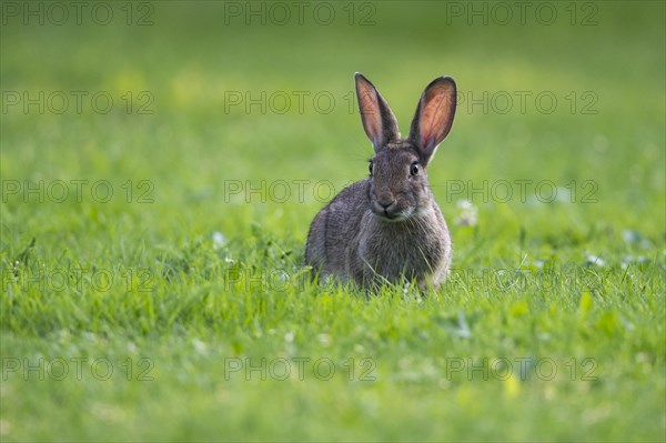 European rabbit