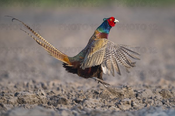 Male Pheasant