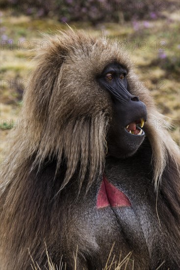 Gelada baboon