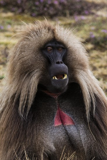 Gelada baboon