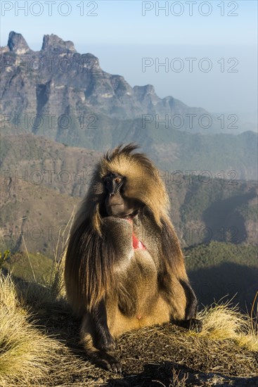 Gelada baboon