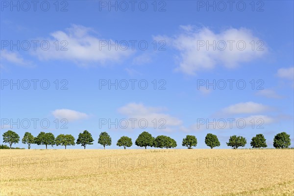 Row of trees