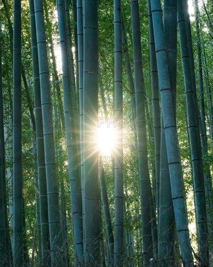 Arashiyama Bamboo Forest with sun