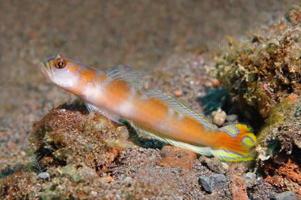 Pinkbar watchman goby