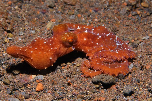 Callistoctopus macropus