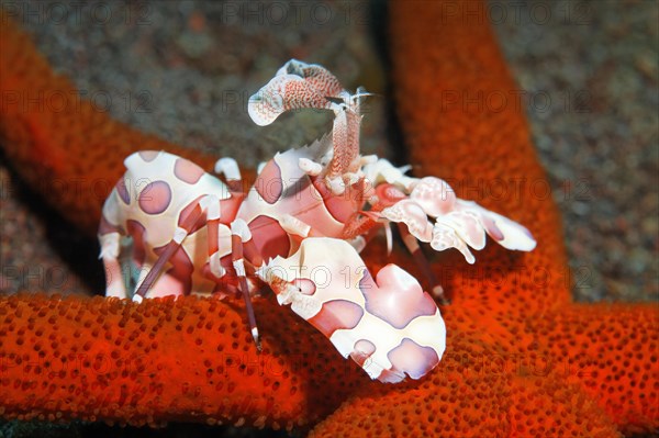 Eastern harlequin shrimp