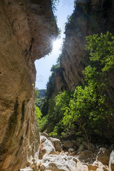 Green trees in the gorge