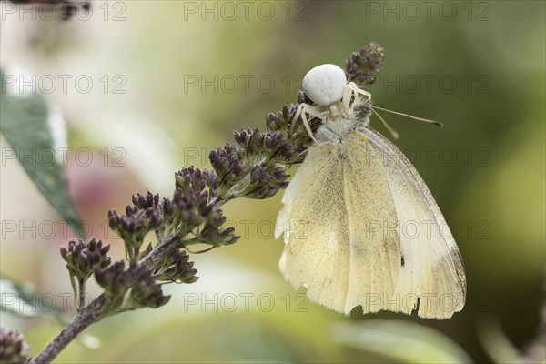 Goldenrod crab spider