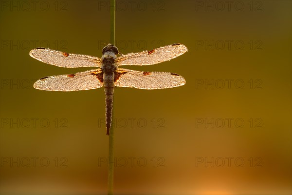 Four-spotted chaser