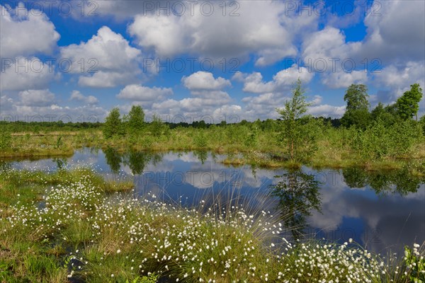 Fruitful cotton grass and cumulus clouds in spring in the moor