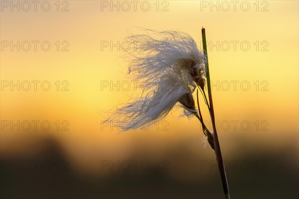 Fruitful hare's-tail cottongrass