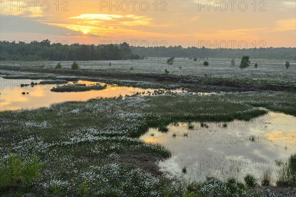 Sunset in a moor with fruiting cotton grass