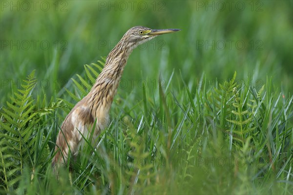 Squacco heron