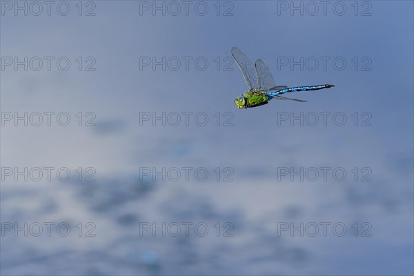 Emperor dragonfly