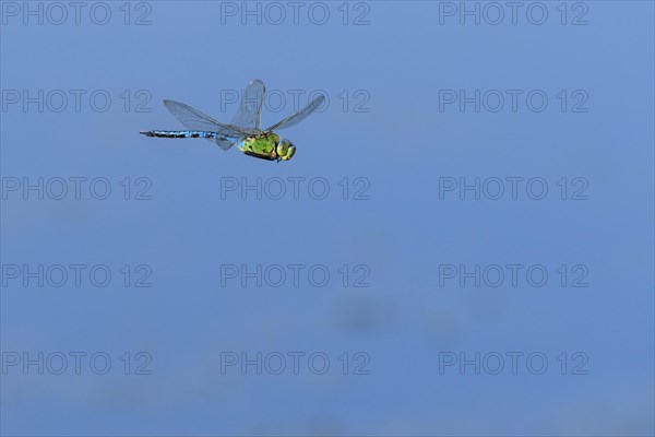 Emperor dragonfly