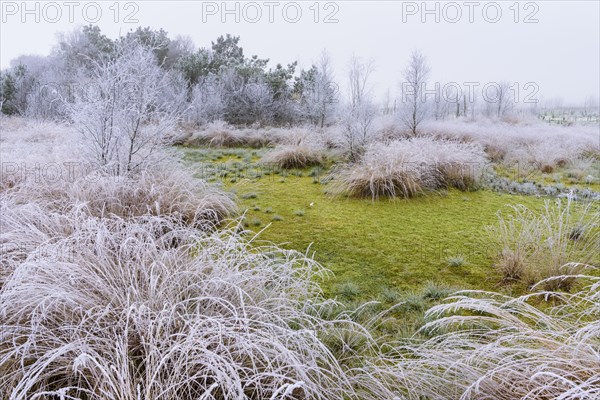 Soil with green peat moss and dead birches with hoar frost