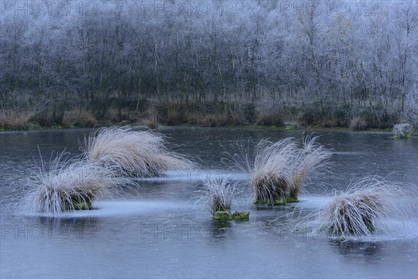 Moor-grass