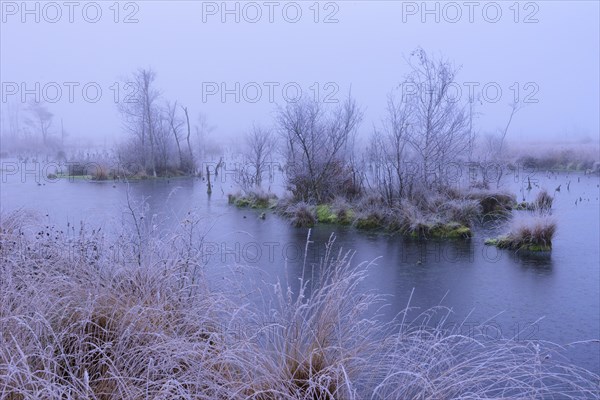 Trees and grasses with hoar frost in Goldenstedter Moor