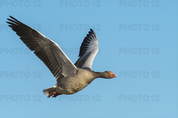 Flying Greylag goose