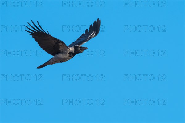 Hooded Crow