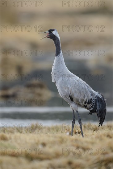 Caller Common crane