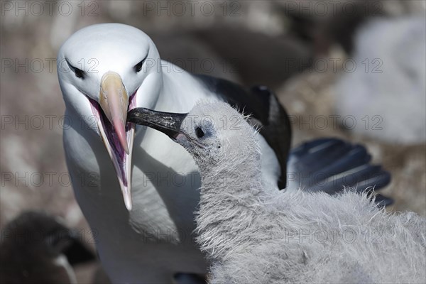 Black-browed Albatross