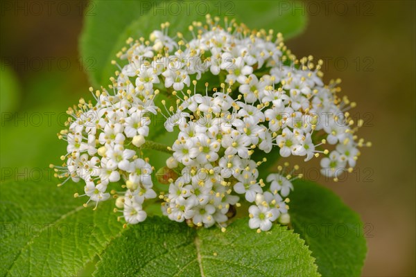 Garlic mustard