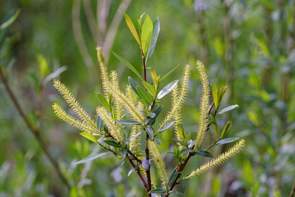 Female flower catkins of Goat willow