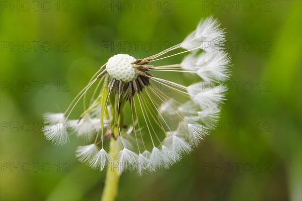 Seed of Dandelion