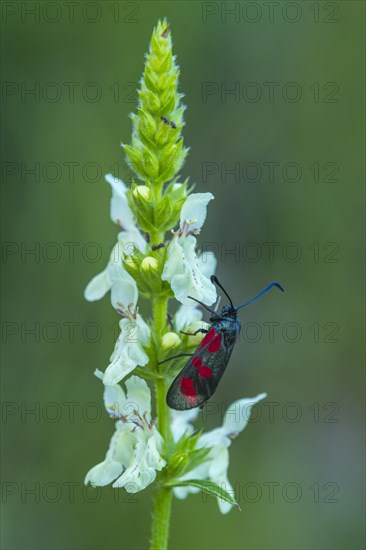 Six-spot burnet