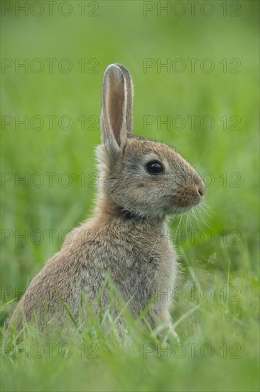 European rabbit