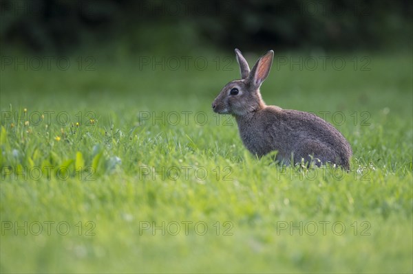 European rabbit