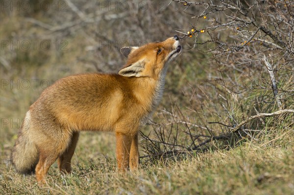 Red fox