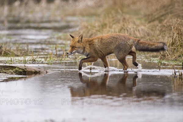 Red fox