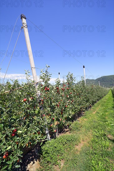 Intensive fruit cultivation Apples