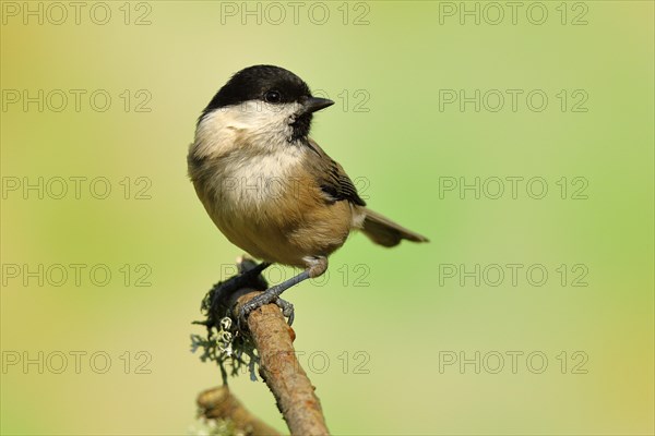 Willow tit