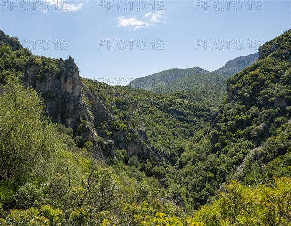 Forested mountain slopes