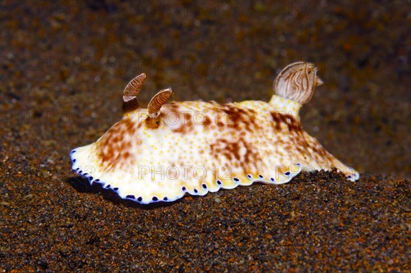 Gold and Purple Chromodoris