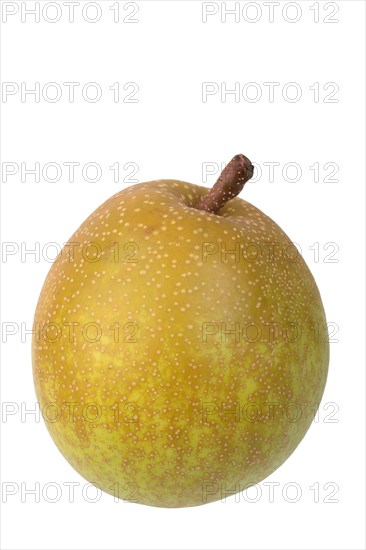 Pear variety Benita
