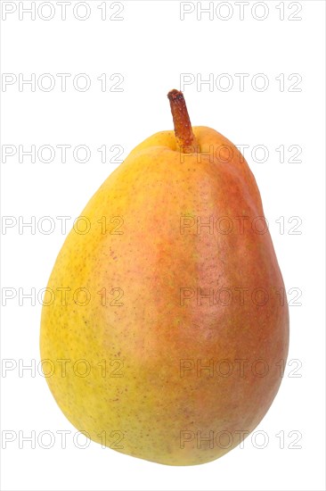 Pear variety Lebruns butter pear