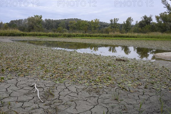 Dry meadow landscape